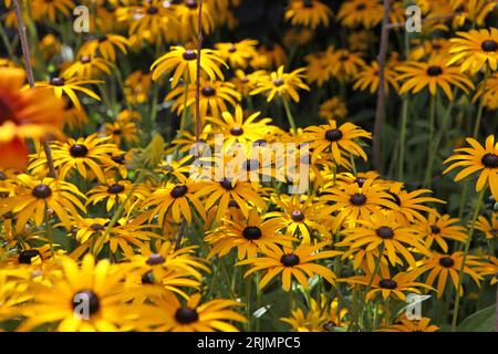 Yellow Rudbeckia 'GoldsturmÕ, également connu sous le nom de Black Eyed Susan, Gloriosa Daisy, ou Yellow Ox Eye in flower. Banque D'Images