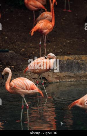 Un troupeau de flamants roses se dresse en eau peu profonde sur un rivage rocheux Banque D'Images