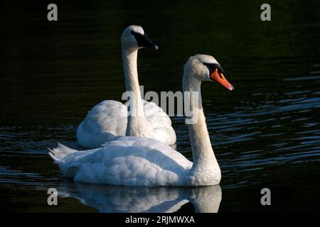 Un beau paysage serein avec deux cygnes muets nageant paisiblement dans un lagon Banque D'Images