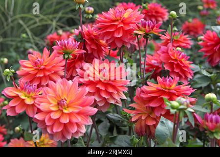 Rose et orange décoratif Dahlia 'Firepott' en fleur. Banque D'Images