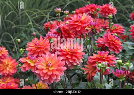 Rose et orange décoratif Dahlia 'Firepott' en fleur. Banque D'Images