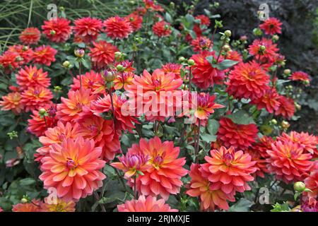 Rose et orange décoratif Dahlia 'Firepott' en fleur. Banque D'Images