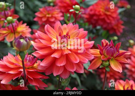 Rose et orange décoratif Dahlia 'Firepott' en fleur. Banque D'Images