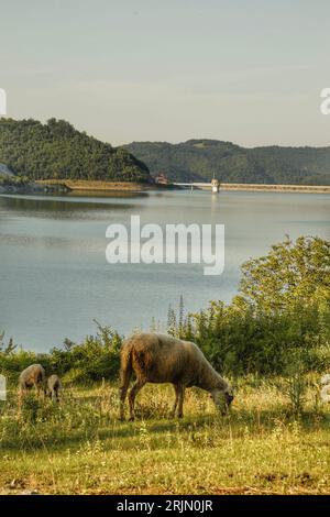 Un troupeau de moutons peut être vu paître dans une prairie tranquille qui s'étend le long des rives d'une rivière Banque D'Images