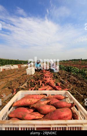 Comté de Luannan - 11 septembre 2018 : paysanne récoltant des patates douces, comté de Luannan, province du Hebei, Chine Banque D'Images