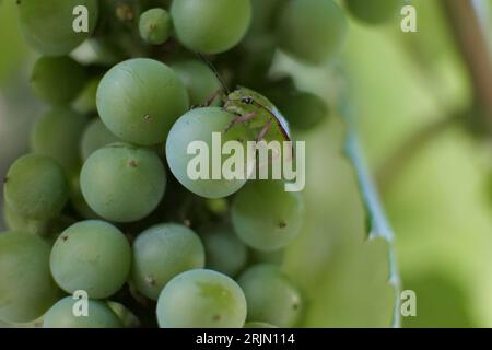 Le Southern Green Stink Bug, également connu sous le nom de Nezara viridula, espèce de punaise communément trouvée dans les régions méridionales des États-Unis perchée sur un raisin Banque D'Images