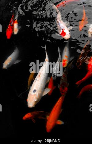 Une école vibrante de poissons koi nageant dans un étang tranquille rempli d'eau claire et plate Banque D'Images