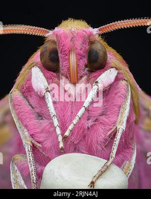 Portrait de la face inférieure d'un papillon rose avec des yeux bruns et des jambes blanches debout sur un crayon à pointe de gomme (Elephant Hawk-Moth, Deilephila elpenor) Banque D'Images