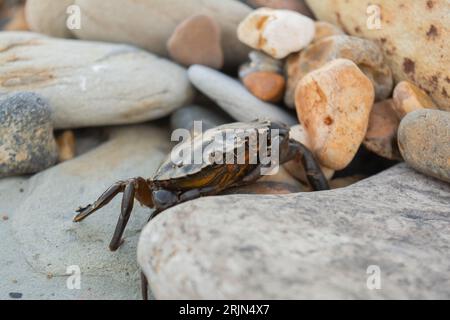 Image en gros plan d'un crabe marchant sur des galets sur une plage Banque D'Images