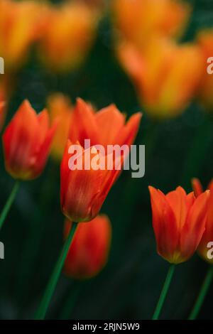 Un plan vertical de belles tulipes poussant dans un jardin avec un fond flou Banque D'Images