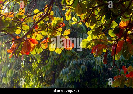 Indian almond, beach almond (Terminalia catappa) colorful leaves, shallow focus, for natural background. Stock Photo