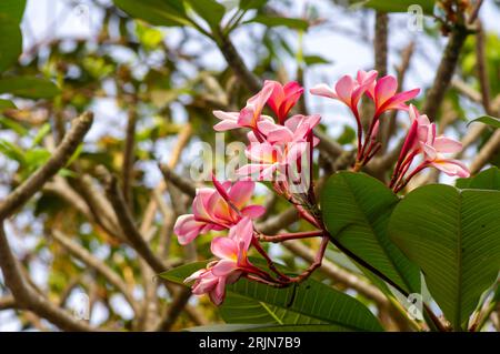 Fleur de Kamboja rose (Plumeria), un genre de plantes à fleurs de la famille des Apocynacées, également connues sous le nom de fleurs Lei et Frangipani. Banque D'Images