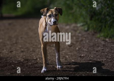 Un chien debout et regardant Marymoor hors laisse à Redmond washington Banque D'Images