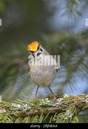 Un gros plan de Goldcrest perché sur une branche d'un pin. Banque D'Images