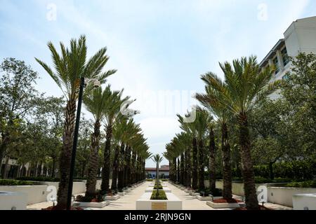 Une scène urbaine extérieure avec un trottoir bordé de palmiers majestueux devant un bâtiment commercial moderne Banque D'Images