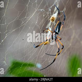 Plan rapproché d'une magnifique palmier araignée des Seychelles perchée dans sa toile dans son habitat naturel à Mahé Seychelles Banque D'Images