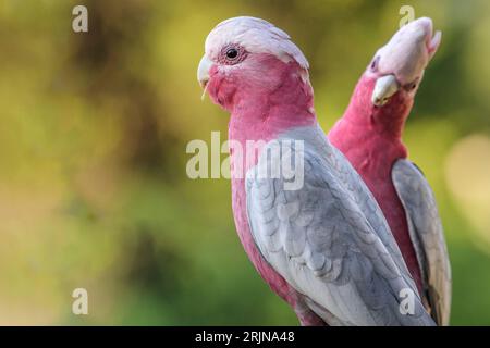 Gros plan de deux oiseaux Galah perchés à Bega, Nouvelle-Galles du Sud Banque D'Images