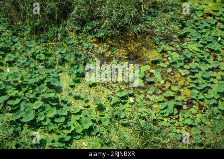 Un paysage vibrant avec un champ verdoyant rempli d'une variété de fleurs sauvages Banque D'Images