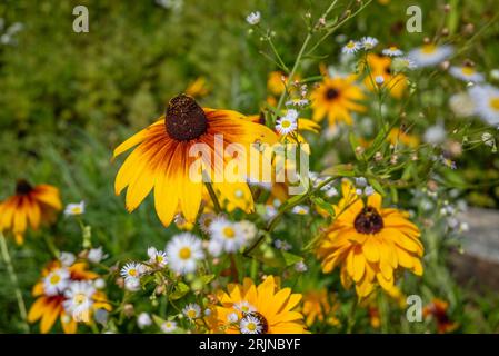 Un beau paysage naturel avec de l'herbe et du feuillage verts luxuriants, ainsi que des fleurs sauvages jaunes et blanches vibrantes Banque D'Images