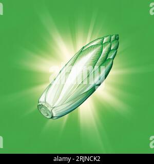 Salade de chicorée illustrée Banque D'Images