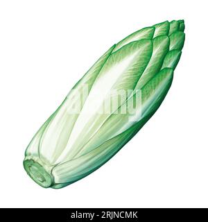 Salade de chicorée illustrée isolée Banque D'Images