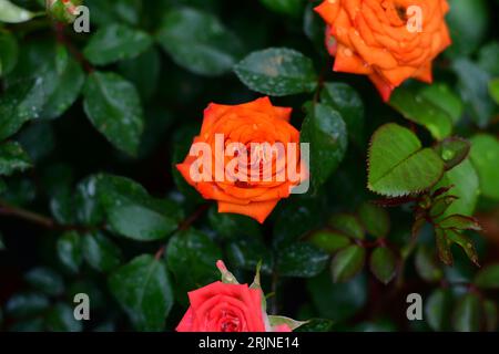 Une vue aérienne vibrante de roses oranges poussant contre des feuilles vert foncé Banque D'Images