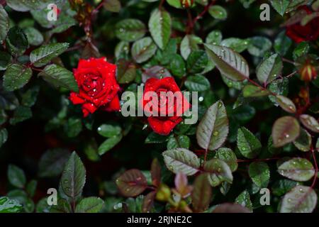 Une vue magnifique des roses rouges poussant contre les feuilles vert foncé Banque D'Images