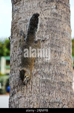 Un adorable écureuil gris s'accroche à un arbre aboyé Banque D'Images