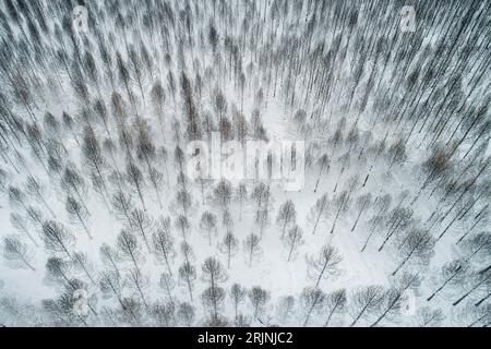 vue aérienne par drone d'une forêt brûlée en été couverte de neige en hiver Banque D'Images