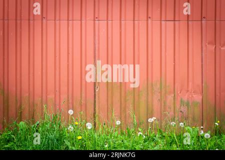 Fond de mur en étain ondulé rouge avec de l'herbe verte Banque D'Images