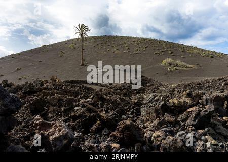 Îles Canaries, Lanzarote, Parc National de Timanfaya : palmier solitaire cultivé sur lave Banque D'Images