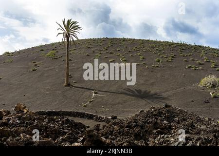 Îles Canaries, Lanzarote, Parc National de Timanfaya : palmier solitaire cultivé sur lave Banque D'Images