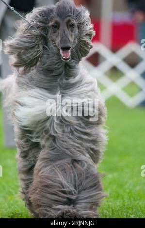 Chien courant afghan vers la caméra avec de la fourrure qui coule Banque D'Images