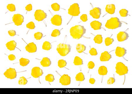 Feuilles de tremble jaunes isolées sur fond blanc. La conception d'automne laisse le motif Thanksgiving. Plat design automne set feuilles sur blanc Banque D'Images