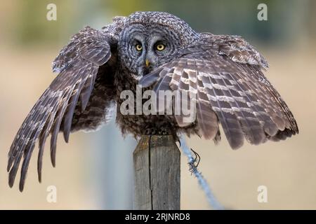 Majestueux grand hibou gris perché au sommet d'une clôture en bois patiné avec des ailes étendues dans un affichage époustouflant Banque D'Images