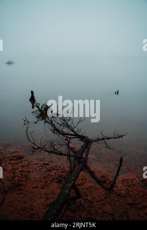 Un plan vertical de bois flotté sur la rive d'un lac couvert de brouillard Banque D'Images