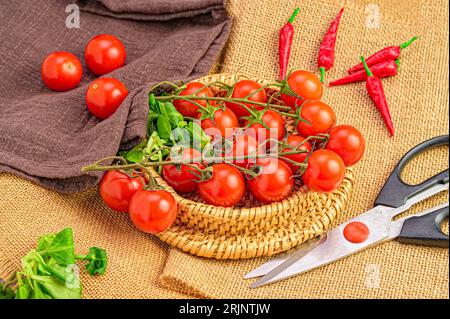 Un panier de tomates cerises fraîchement cueillies et de piments avec une paire de ciseaux à côté Banque D'Images