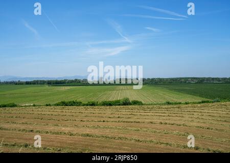 Paysage rural près de San Rocco al Porto, province de Lodi, Lombardie, Italie, en été Banque D'Images