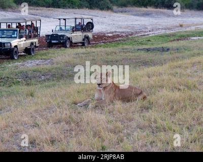Un jeune lion perché sur l'herbe dans une zone de safari, avec une variété de véhicules passant en arrière-plan. Banque D'Images