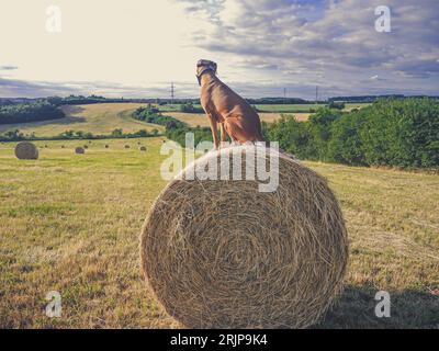 Chien sur un paquet avec une paille avec un regard Banque D'Images