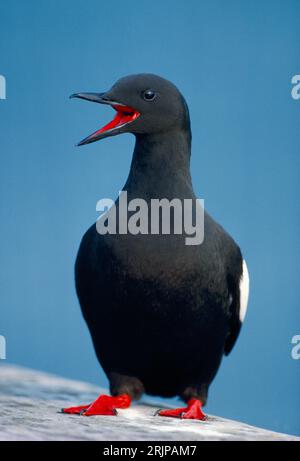 Courtideux guillemot noir (Cepphus grylle) s'affichant au printemps sur un site de reproduction sur une jetée en bois abandonnée, île de Mull, Hébrides intérieures, Écosse. Banque D'Images