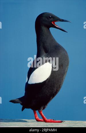 Courtideux guillemot noir (Cepphus grylle) s'affichant au printemps sur un site de reproduction sur une jetée en bois abandonnée, île de Mull, Hébrides intérieures, Écosse. Banque D'Images