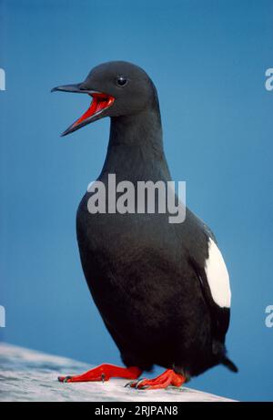 La courtiere du Guillemot noir (Cepphus grylle) s'affiche au printemps sur un site de reproduction sur une jetée en bois abandonnée, île de Mull, Hébrides intérieures, Écosse, A. Banque D'Images