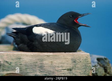 Courtideux guillemot noir (Cepphus grylle) s'affichant au printemps sur un site de reproduction sur une jetée en bois abandonnée, île de Mull, Hébrides intérieures, Écosse. Banque D'Images