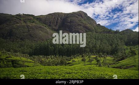 La mousson à Munnar Kerala, avec des plantations de thé luxuriantes en arrière-plan Banque D'Images