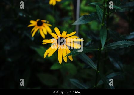 susan aux yeux noirs - Perennials d'été, mise au point sélective Banque D'Images