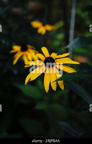 susan aux yeux noirs - Perennials d'été, mise au point sélective Banque D'Images