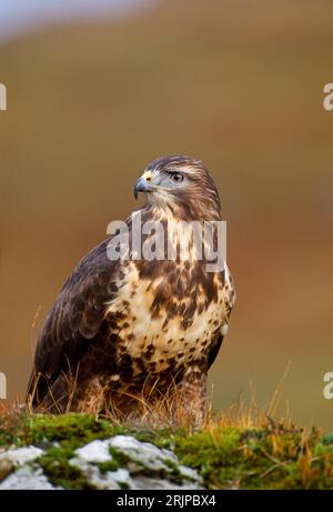 Gros plan de Buzzard commun (Buteo buteo) d'un oiseau de fauconniers captif, Stirlingshire, Écosse, mai 1998 Banque D'Images