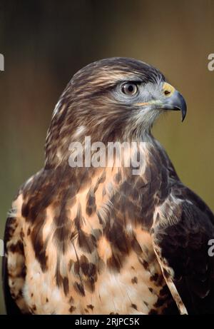 Gros plan de Buzzard commun (Buteo buteo) d'un oiseau de fauconniers captif, Stirlingshire, Écosse, mai 1998 Banque D'Images