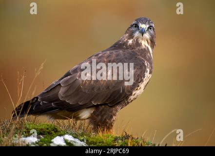 Buzzard commun (Buteo buteo) appâté avec charogne, île de Mull, Hébrides intérieures, Écosse, janvier 1996 Banque D'Images